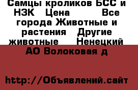 Самцы кроликов БСС и НЗК › Цена ­ 400 - Все города Животные и растения » Другие животные   . Ненецкий АО,Волоковая д.